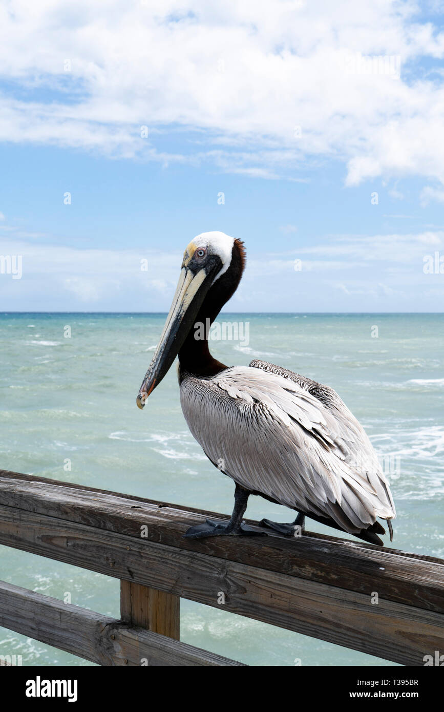 Pélican brun perché sur un quai de pêche en Floride USA dans l'espoir d'un document Banque D'Images