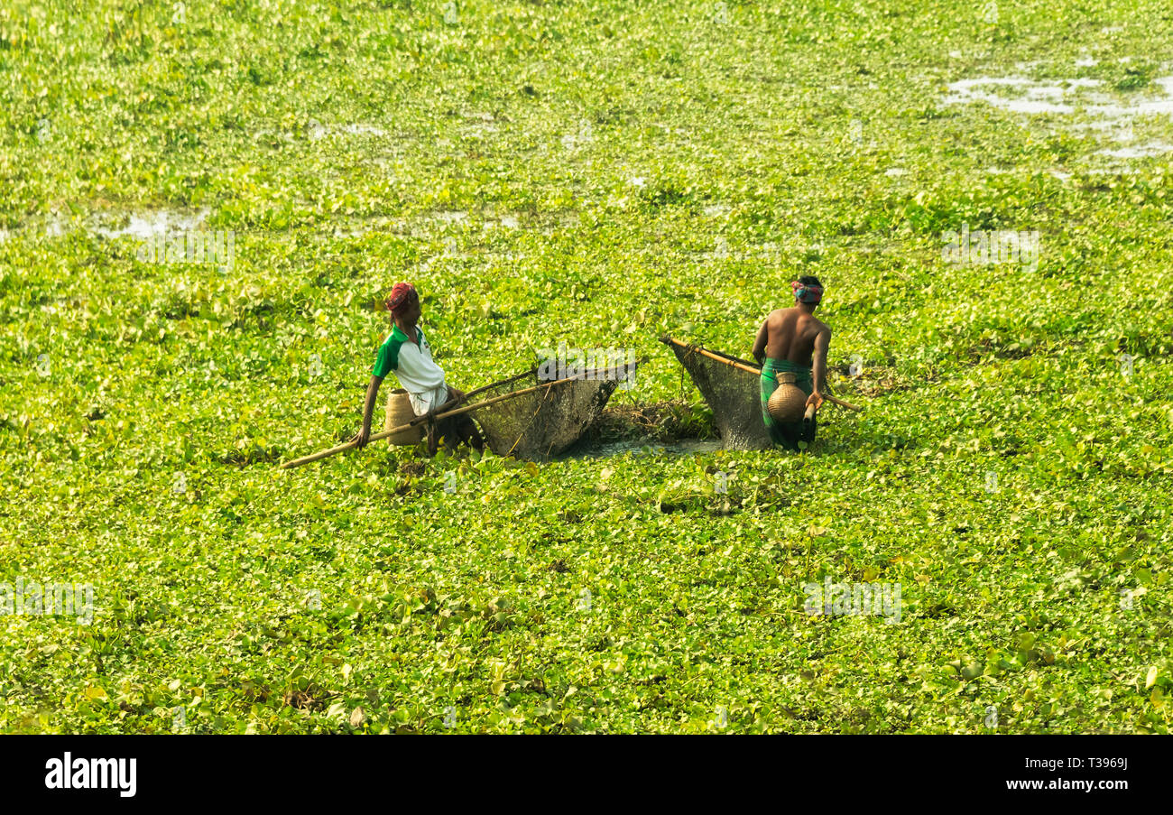 Les agriculteurs la collecte de l'herbe dans la rivière à l'alimentation du bétail, Bogra Rajshahi, Division de District, Bangladesh Banque D'Images