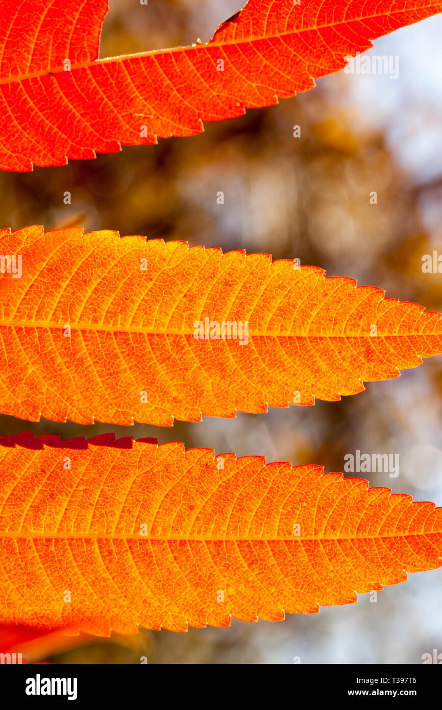 Long feuillage de l'arbre de la éclairé par la lumière du soleil à l'automne, l'Été Indien Banque D'Images