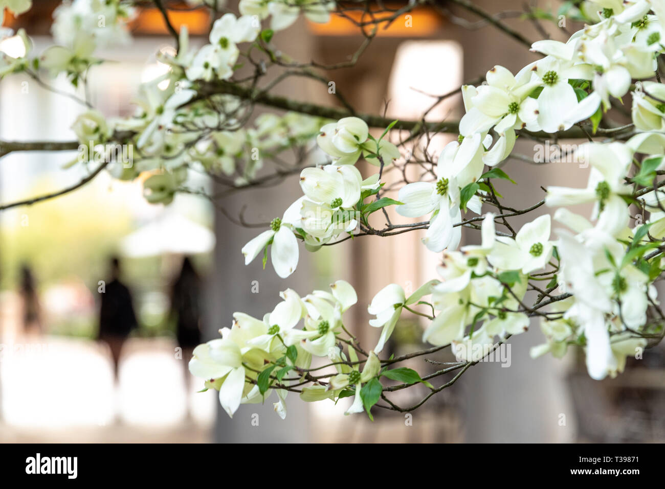 Fleurs de cornouiller blanc annoncer le printemps à Atlanta, Géorgie, sur le campus de l'Université Emory. (USA) Banque D'Images