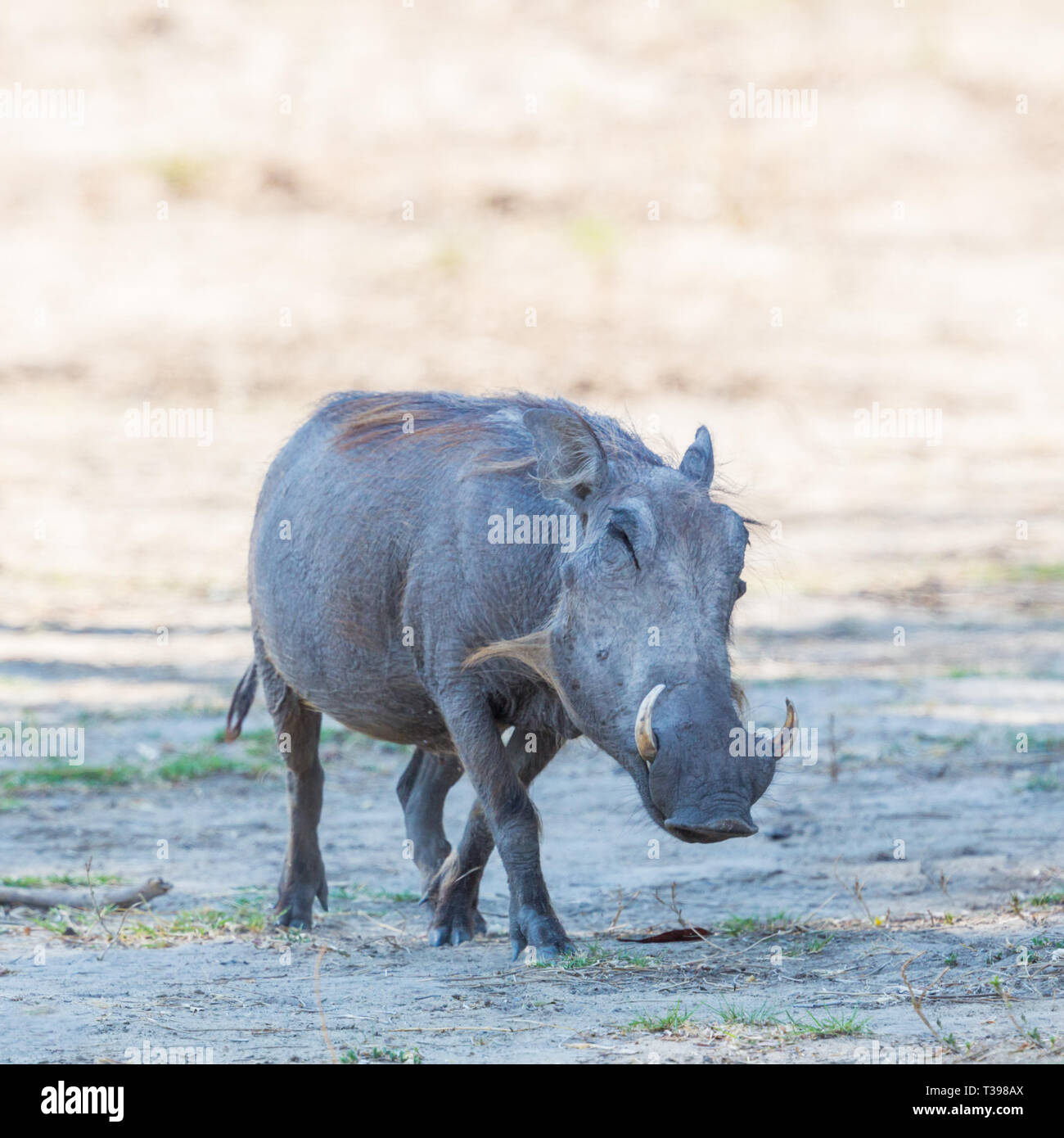 Vue latérale du phacochère (Phacochoerus aethiopicus) standing in savanna Banque D'Images