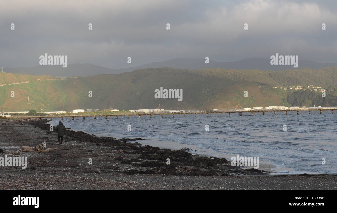 Un homme et son chien à pied sur la plage de Petone sur la fin de l'automne un après-midi après une tempête Banque D'Images