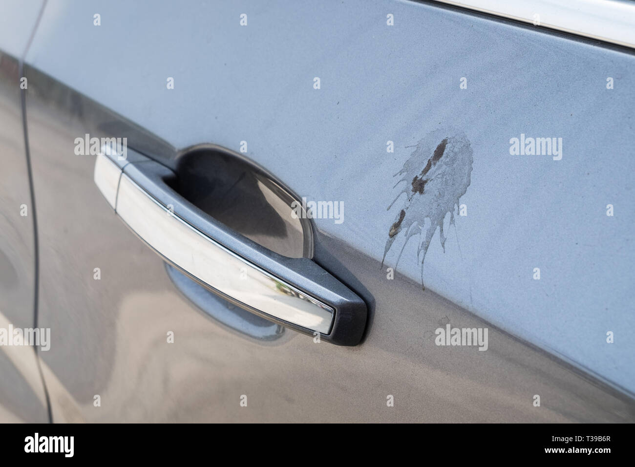 Location de porte latérale avec des selles collantes d'oiseaux gris Banque D'Images
