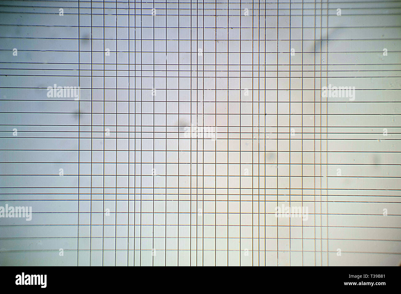 Vue microscopique de Thoma grille chambre Banque D'Images