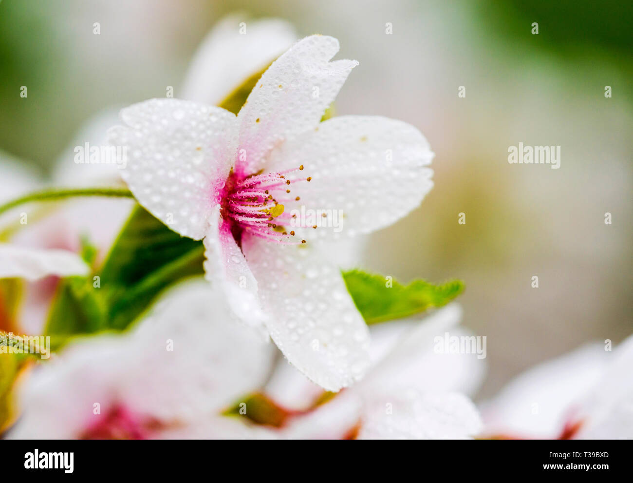 Au printemps, les cerisiers sauvages Banque D'Images
