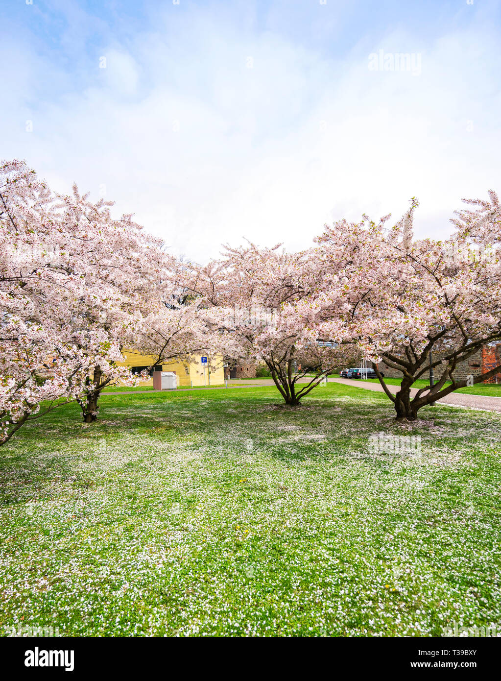 Au printemps, les cerisiers sauvages Banque D'Images