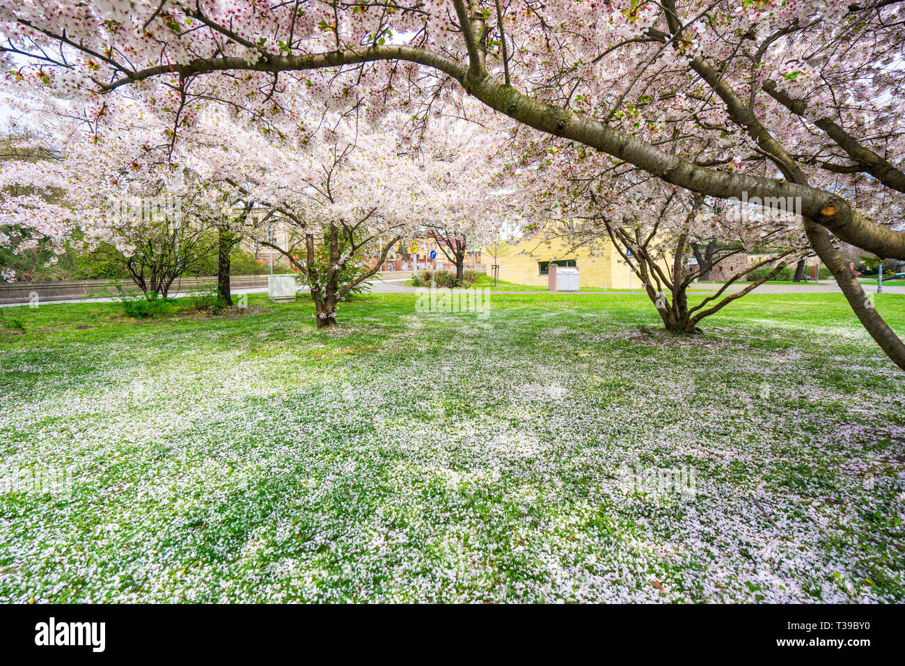 Au printemps, les cerisiers sauvages Banque D'Images