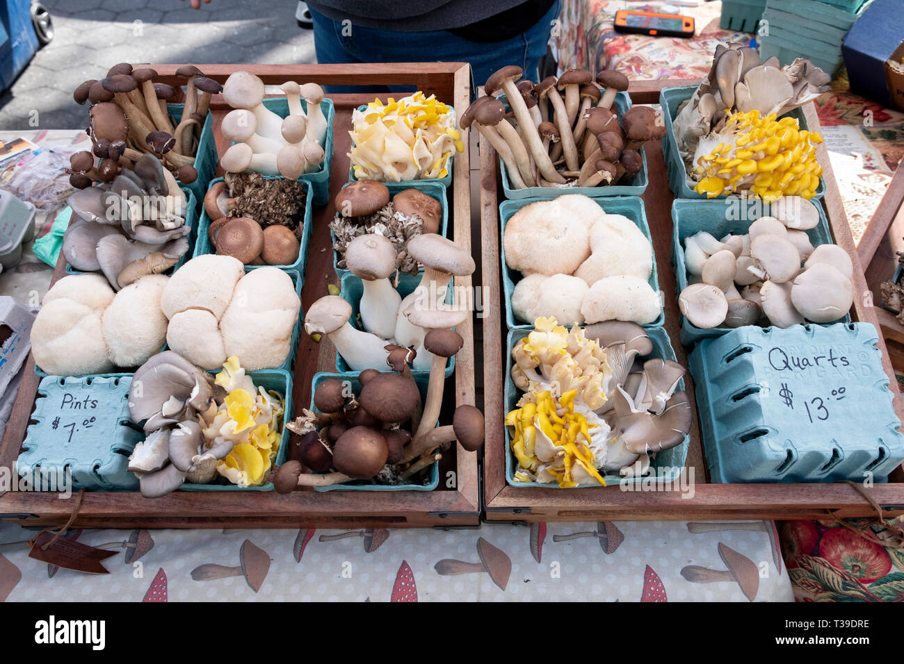 Une sélection de plusieurs variétés de champignons exotiques en vente à l'Union Square Green Market à Manhattan, New York City. Banque D'Images