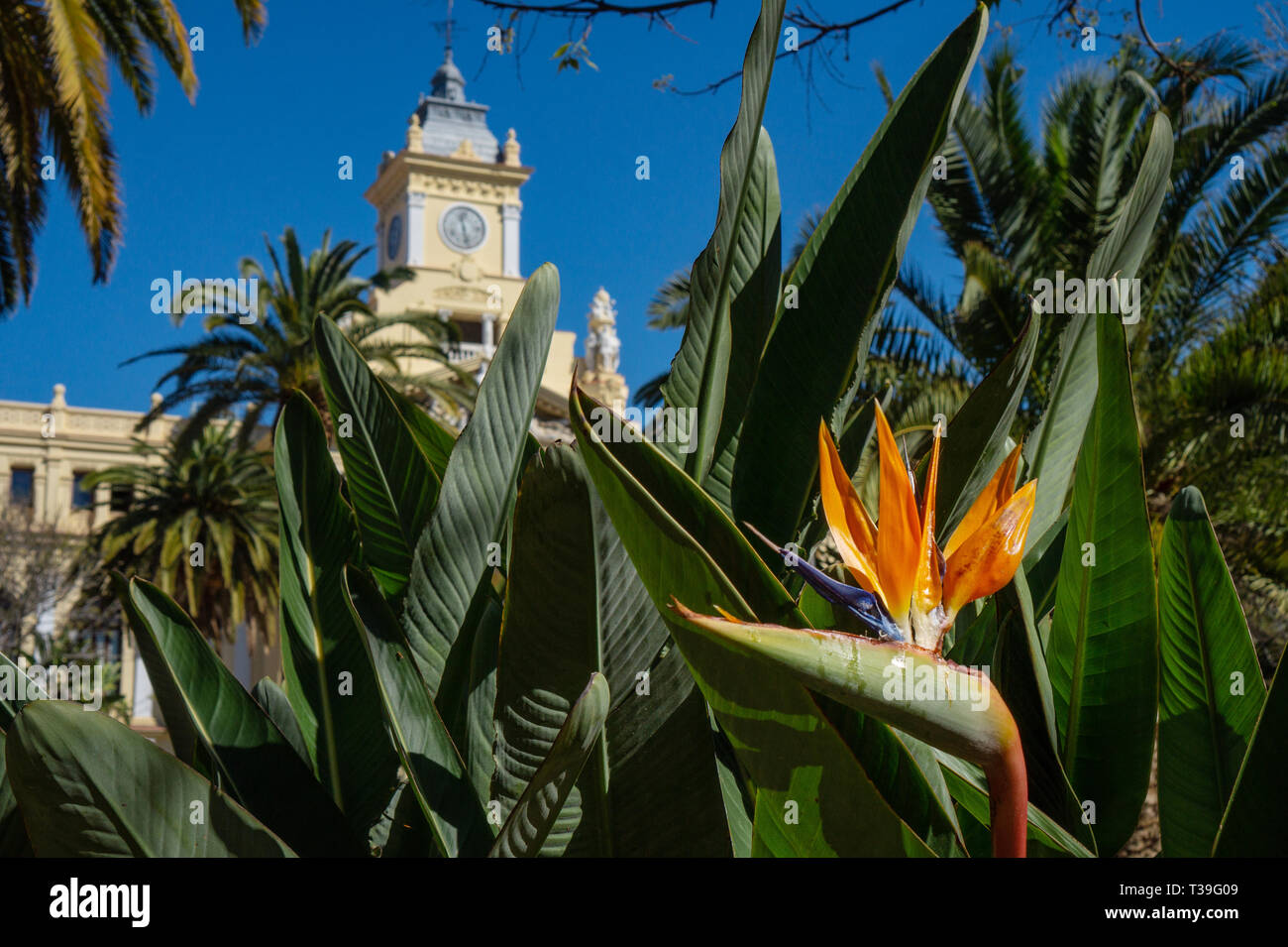 Strelitzia reginae fleur orange à Malaga avec l'hôtel de ville en arrière-plan Banque D'Images