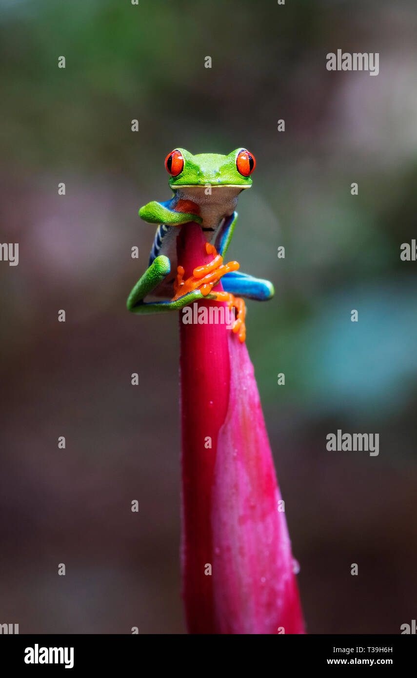 Red-eyed Tree Frog était assis sur une canne à sucre de l'Empereur Banque D'Images