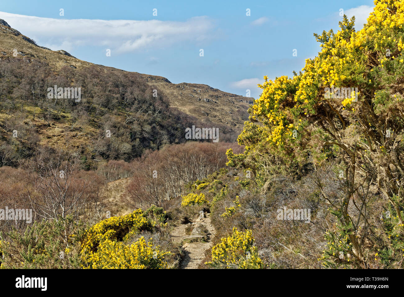 LOCHINVER SUTHERLAND ECOSSE LA ROUTE ET LA VOIE DE L'SUILVEN AJONCS JAUNE AVEC DES FLEURS AU PRINTEMPS Banque D'Images