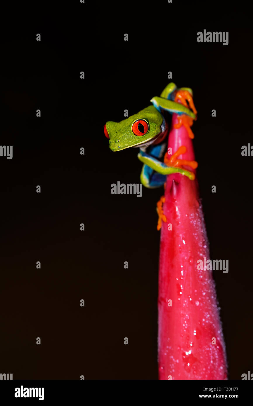 Red-eyed Tree Frog sur les cannes de l'Empereur Banque D'Images