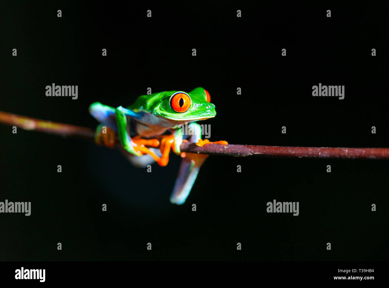 Red-eyed Tree Frog Banque D'Images