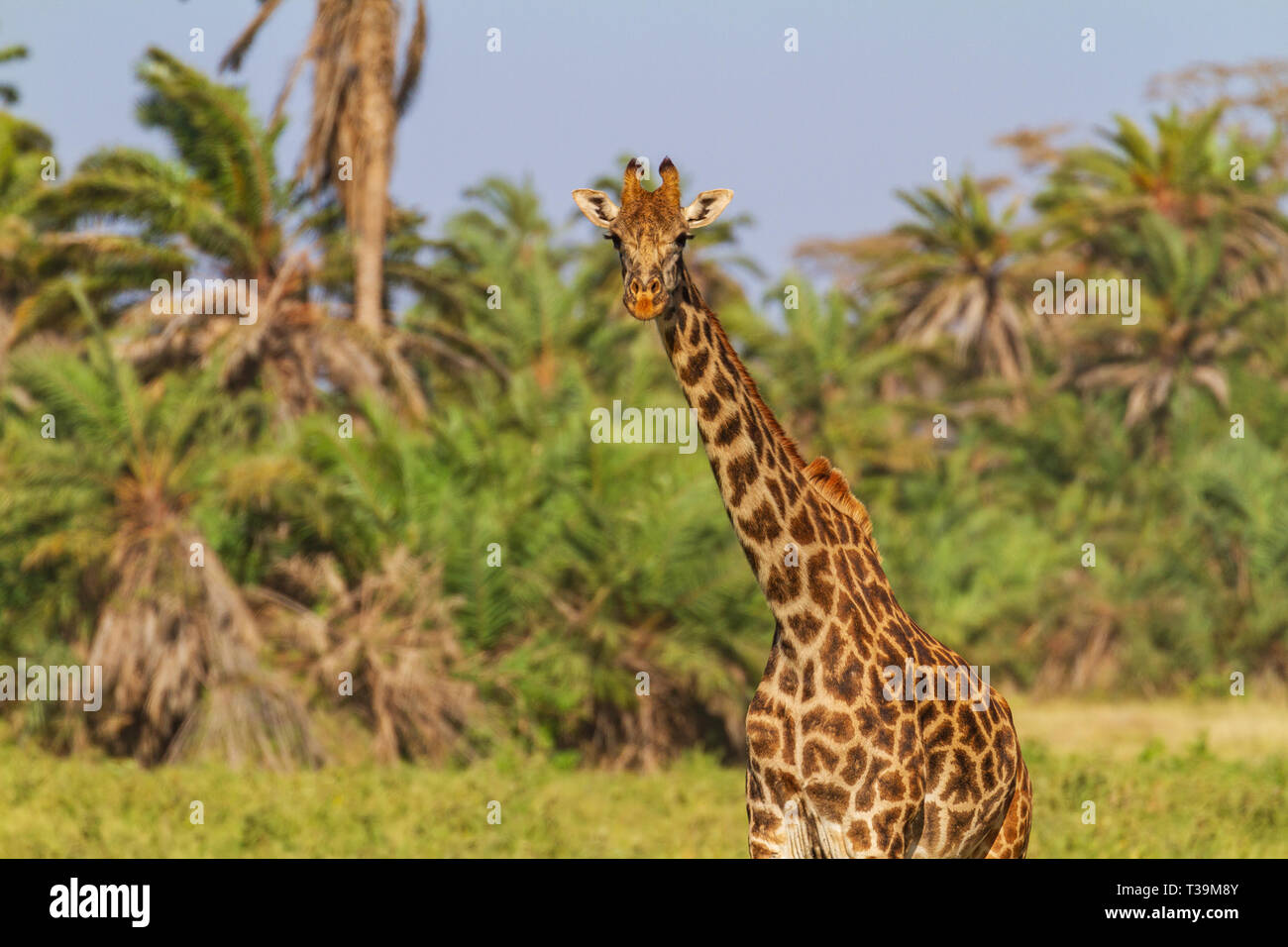 Girafe de Masai, Giraffa Tippelskirchi, close-up visage et du cou à la ligne droite Banque D'Images