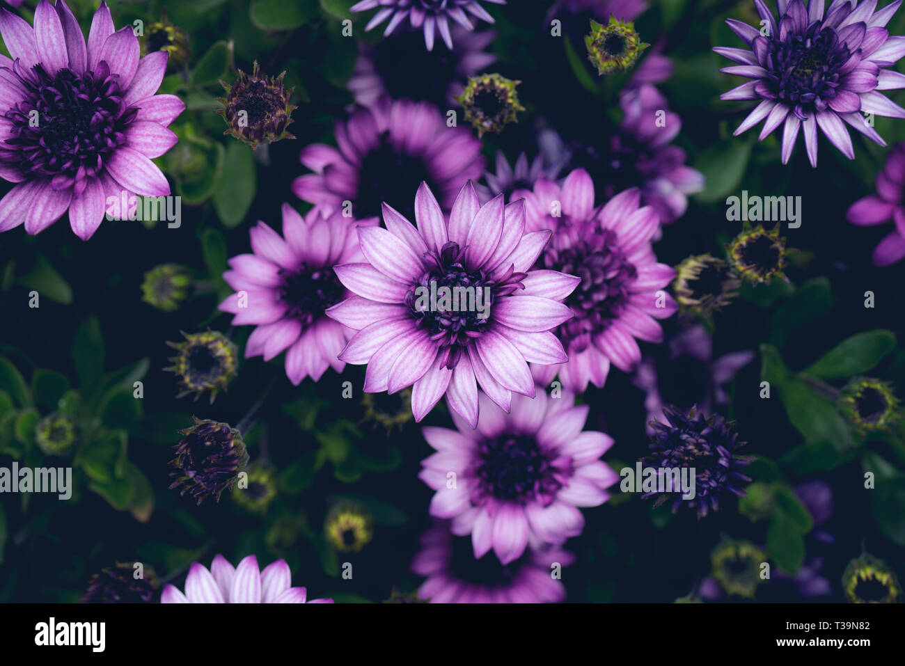 Osteosperumum rose violet fleur, daisy africains Banque D'Images