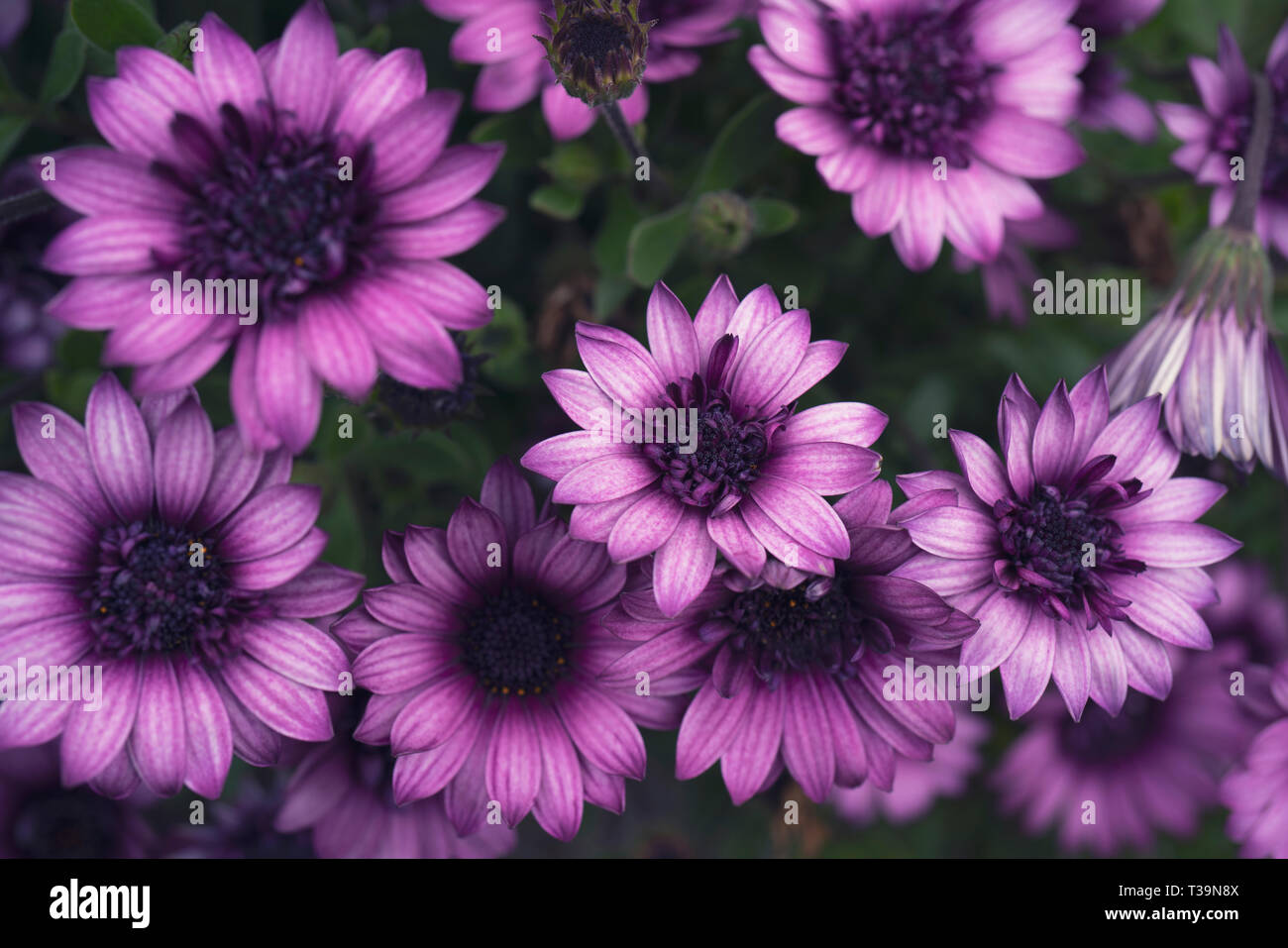 Osteosperumum rose violet fleur, daisy africains Banque D'Images
