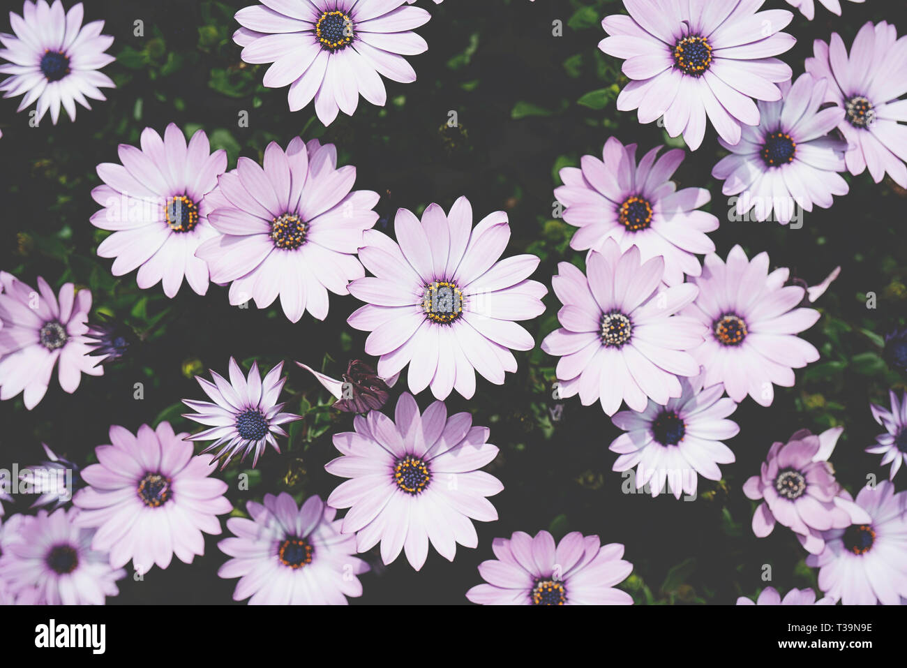 Osteosperumum rose violet fleur, daisy africains Banque D'Images