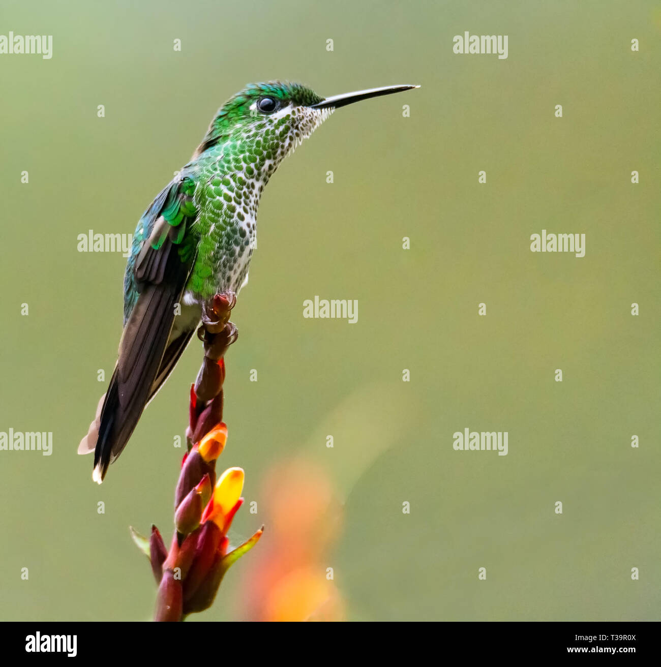 Afin d'reste équilibrée un Livre vert brillant à couronne (femelle), hummingbird s hors de son corps et de spectacles de la blanche et verte de son modèle fe Banque D'Images