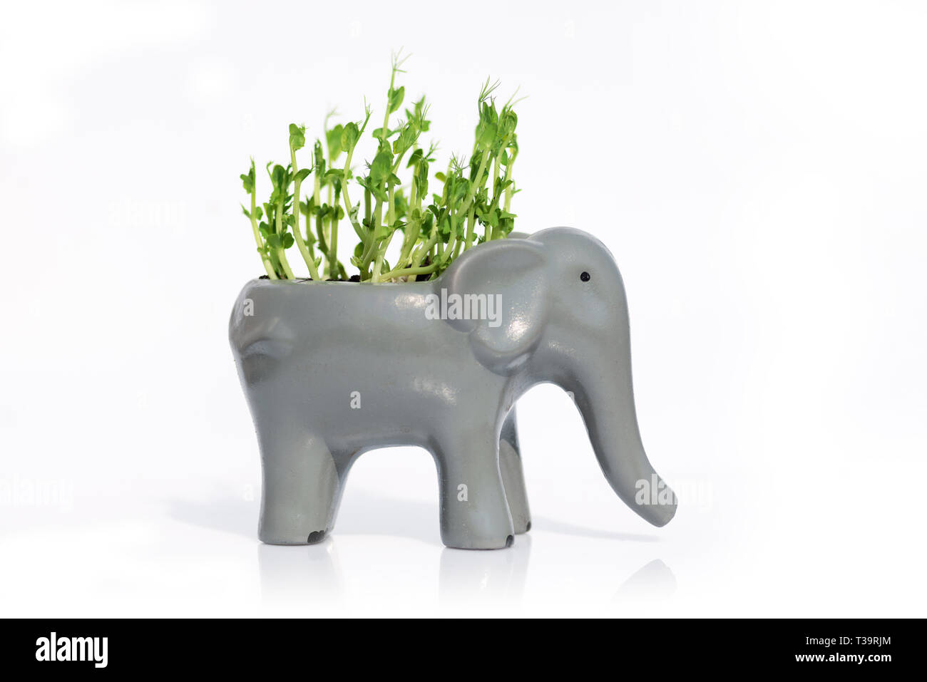 De pois vert Micro dans elephant sur fond blanc Banque D'Images