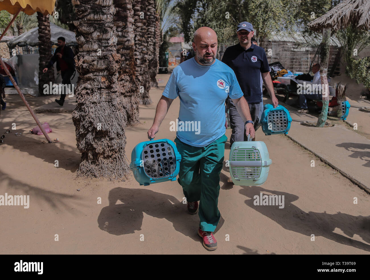 Un homme vu des cages contenant des animaux dans un zoo lors d'une évacuation. Les membres de la Société internationale pour la protection des animaux quatre archets pour animaux sur la partie palestinienne pour les déplacer dans certaines zones protégées en Jordanie le 7 avril 2019. - Quarante animaux ont été secourus, dont cinq noirs sur les conditions difficiles dans la bande de Gaza, selon le groupe de bien-être animal le locateur a été exposé à des difficultés financières. Banque D'Images