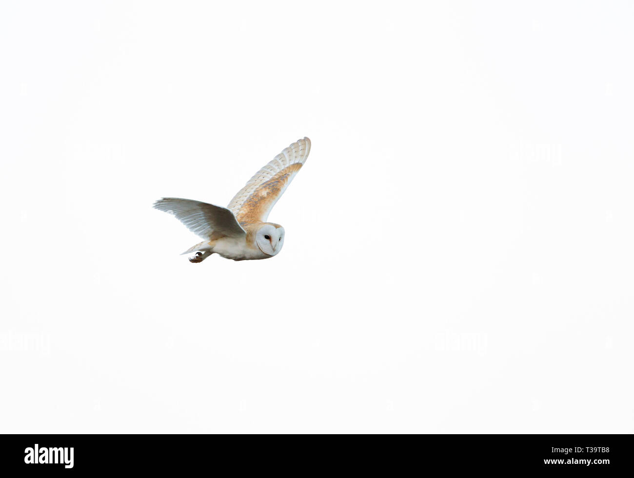 Effraie des clochers, Tyto alba, seul adulte survolant à la tombée de la commune, Worcestershire, Royaume-Uni. Banque D'Images