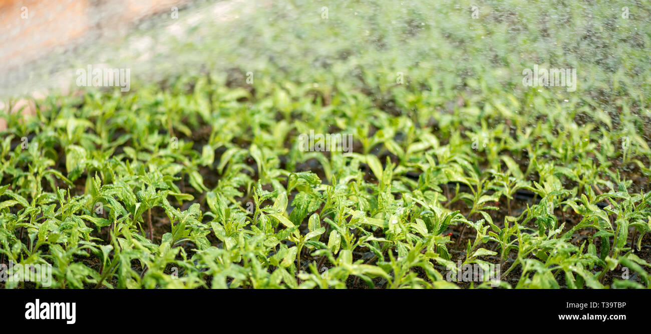 Petits plants de tomates croissant dans la serre jardin Banque D'Images
