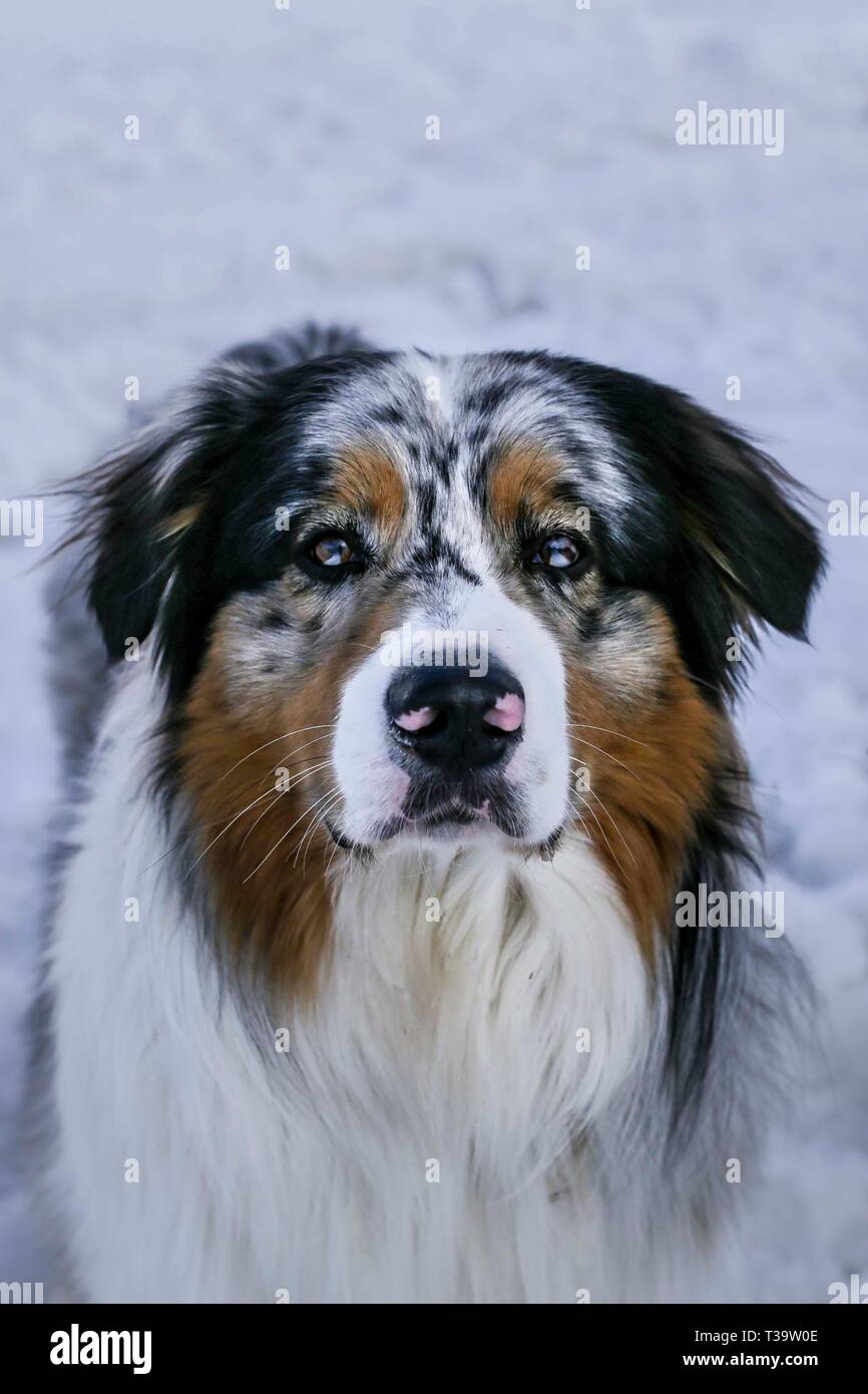 Superbe chien berger australien dans la neige (Portrait de beaux yeux), Tignes, France. Banque D'Images