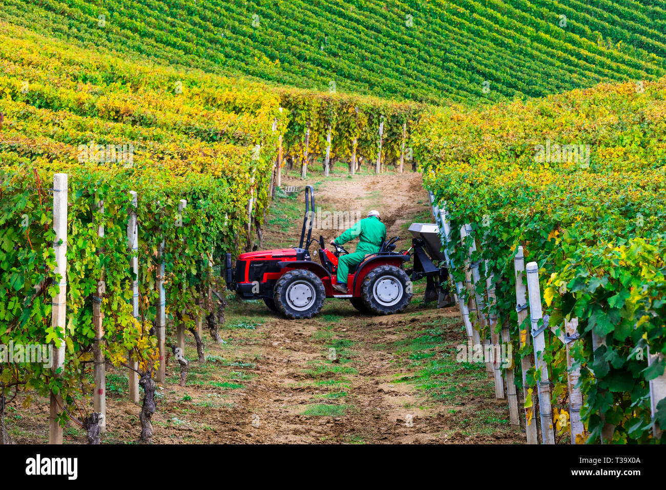 Vignes colorées en Piémont, Italie. Banque D'Images