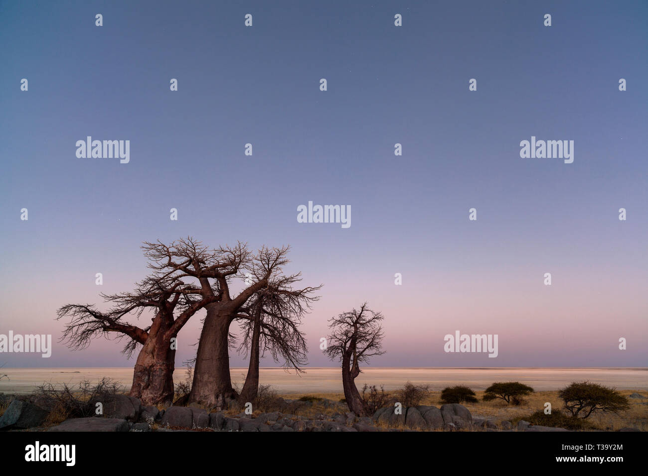 Les baobabs avant le lever du soleil Banque D'Images