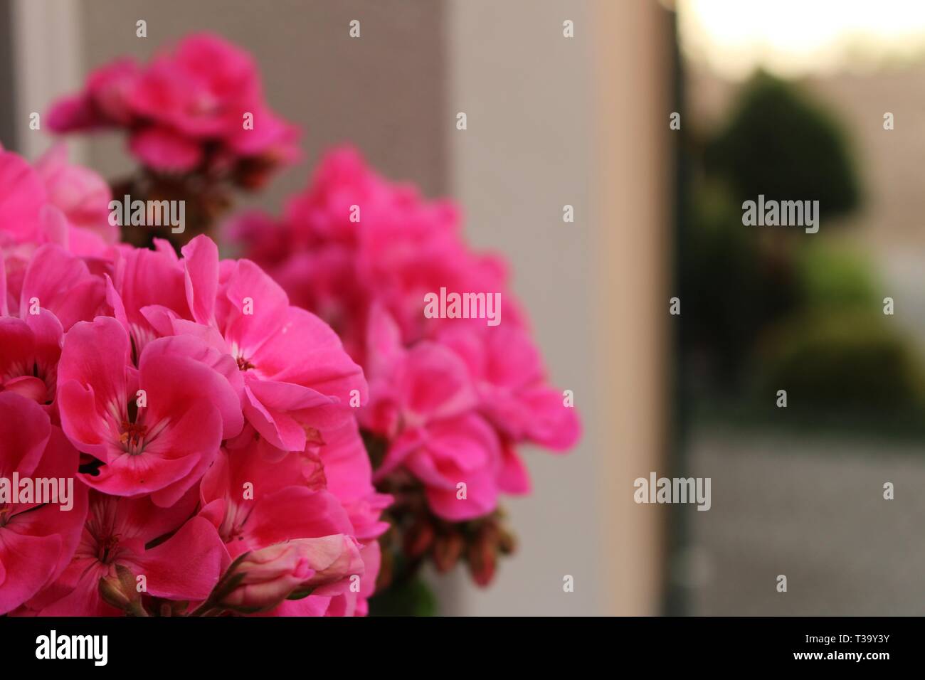 Géranium rose sur toit fenêtre Banque D'Images