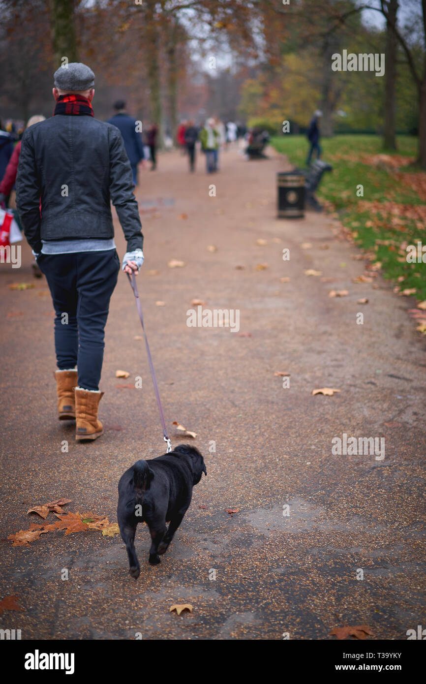 Londres, UK - Novembre 2018. Un homme qui marche un chien dans un parc. Banque D'Images