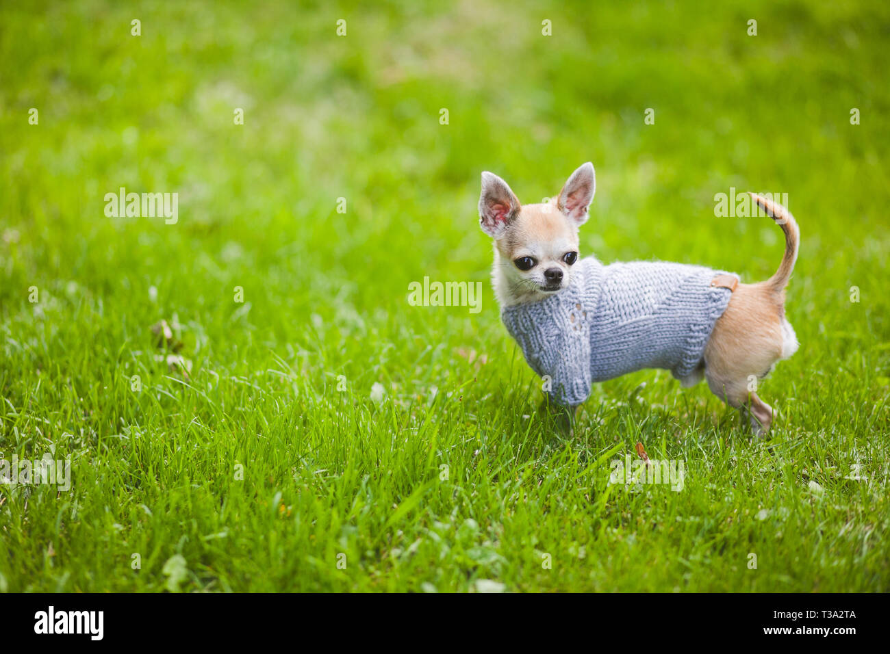 Toy terrier. Chien sur la rue. L'automne, Toy Terrier Banque D'Images