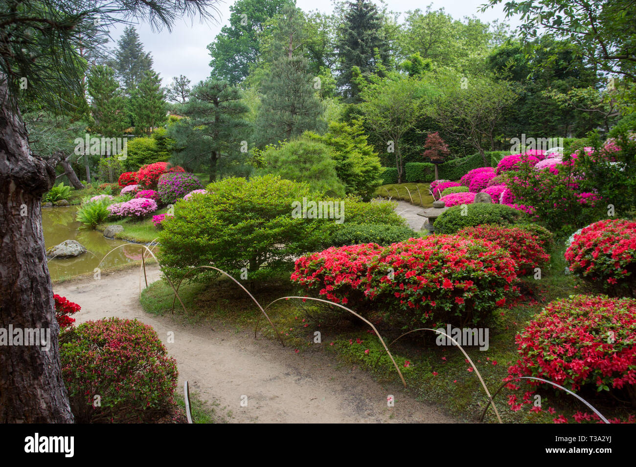 Azalea blossom et étang dans le jardin japonais Photo Stock - Alamy