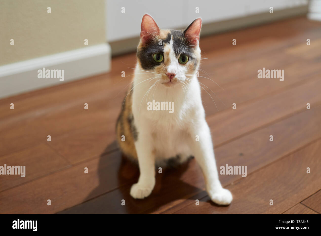 Un Jeune Curieux Et Espiegle Chat Calico Aux Yeux Verts Est Assis Sur Un Plancher De Bois Dur Photo Stock Alamy