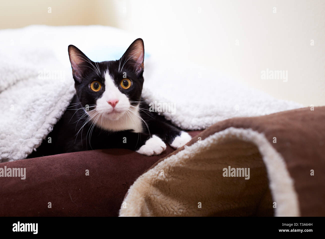 Un smoking noir et blanc chaton ou jeune chat est assis sur un lit de chat sous une couverture montrant la tête et les pattes de Banque D'Images