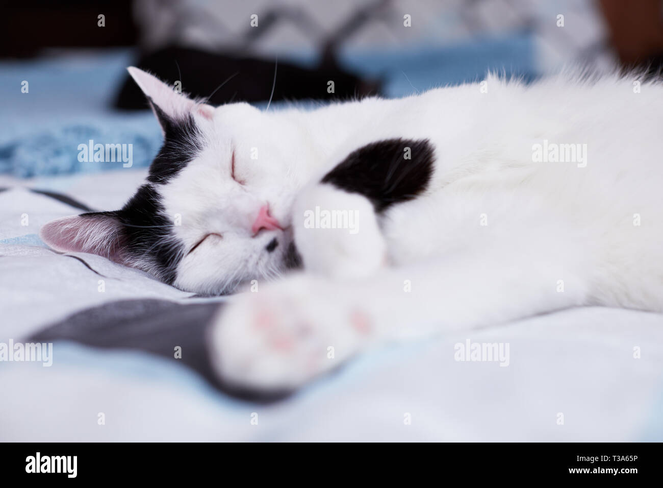 Un Heureux Et Détendu Chat Blanc Avec Marquage Noir Est En