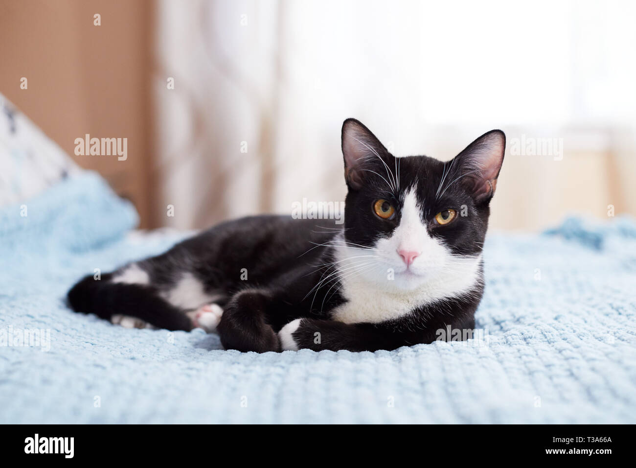 Un Chat De Smoking Noir Et Blanc Avec Des Yeux Jaunes Est Reposant Sur Une Couverture Bleue Photo Stock Alamy