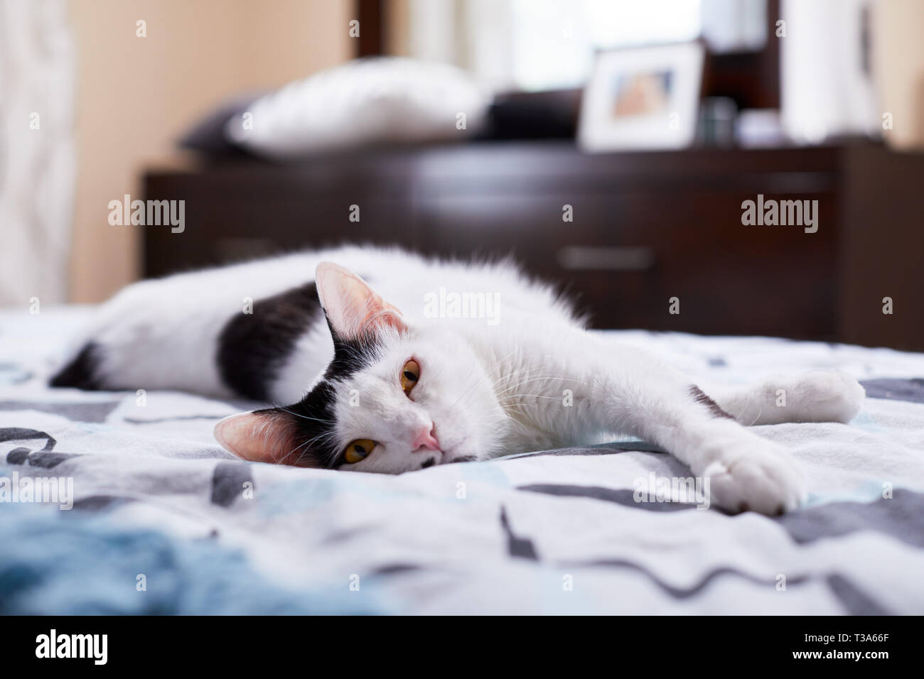 Un heureux chat blanc avec des marques noires et yeux jaunes est reposant sur un lit avec ses pattes avant Banque D'Images