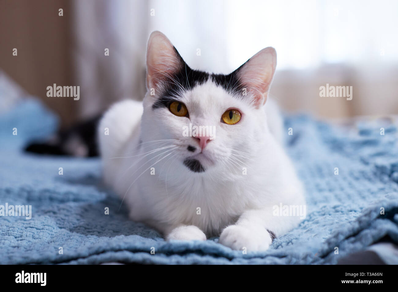 Un Chat Blanc Avec Des Marques Noires Et Yeux Jaunes Est