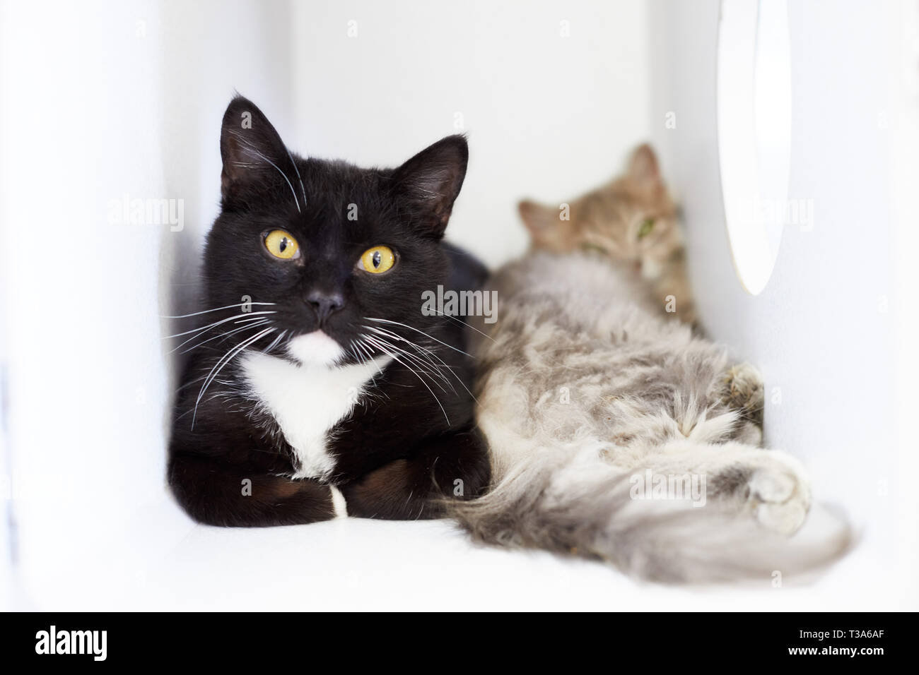 Un smoking noir et blanc chaton est assis dans une cage avec un autre chaton Banque D'Images