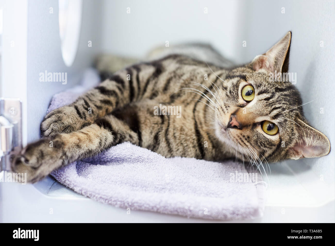 Un Doux Et Gentil Chat Tigre Gris Roule Dans Un Chat Condo Dans Un Refuge Pour Animaux Photo Stock Alamy