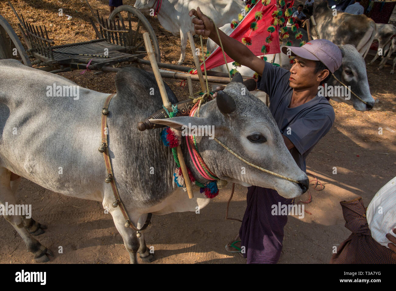 La préparation de l'homme birmane boeufs pour l'oxcart course sur le Vesak pleine lune festival pour célébrer l'anniversaire de Bouddha à la pagode Shwe Yin Maw, près de T Banque D'Images