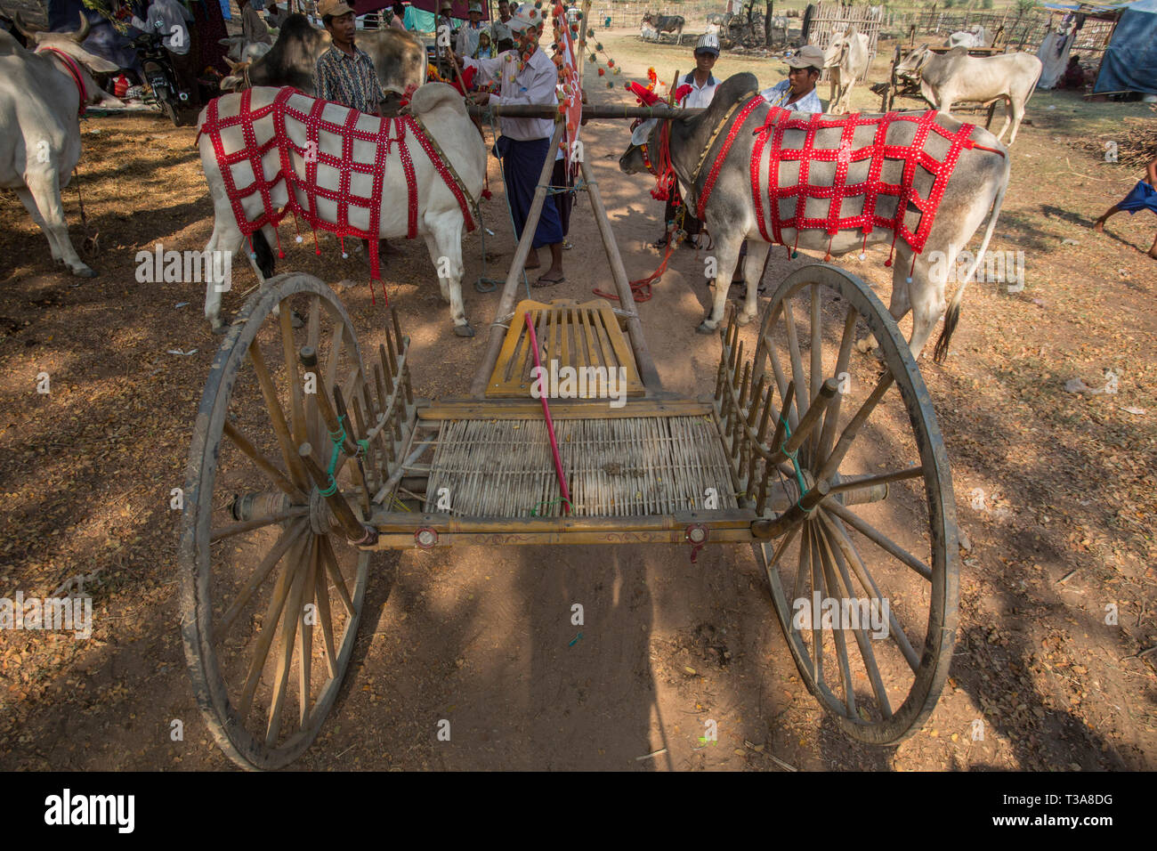 Les hommes birmans la préparation de boeufs pour l'oxcart course sur le Vesak pleine lune festival pour célébrer l'anniversaire de Bouddha à la pagode Shwe Yin Maw, près de T Banque D'Images