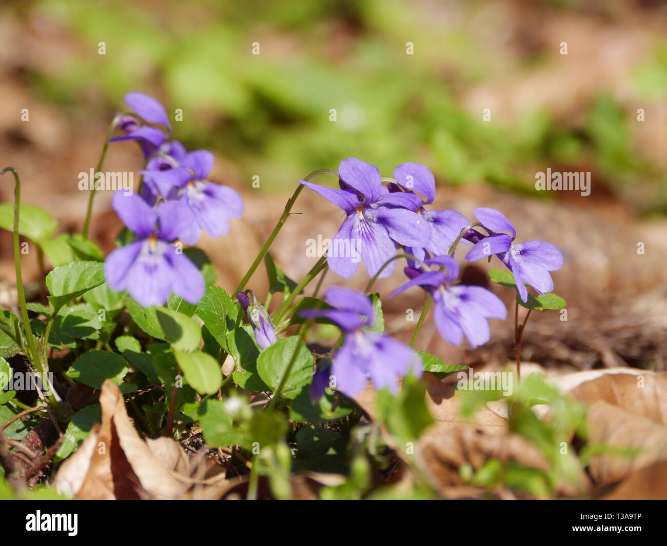 Fleurs de Printemps (domaine forget-me-not, Myosotis arvensis) Banque D'Images
