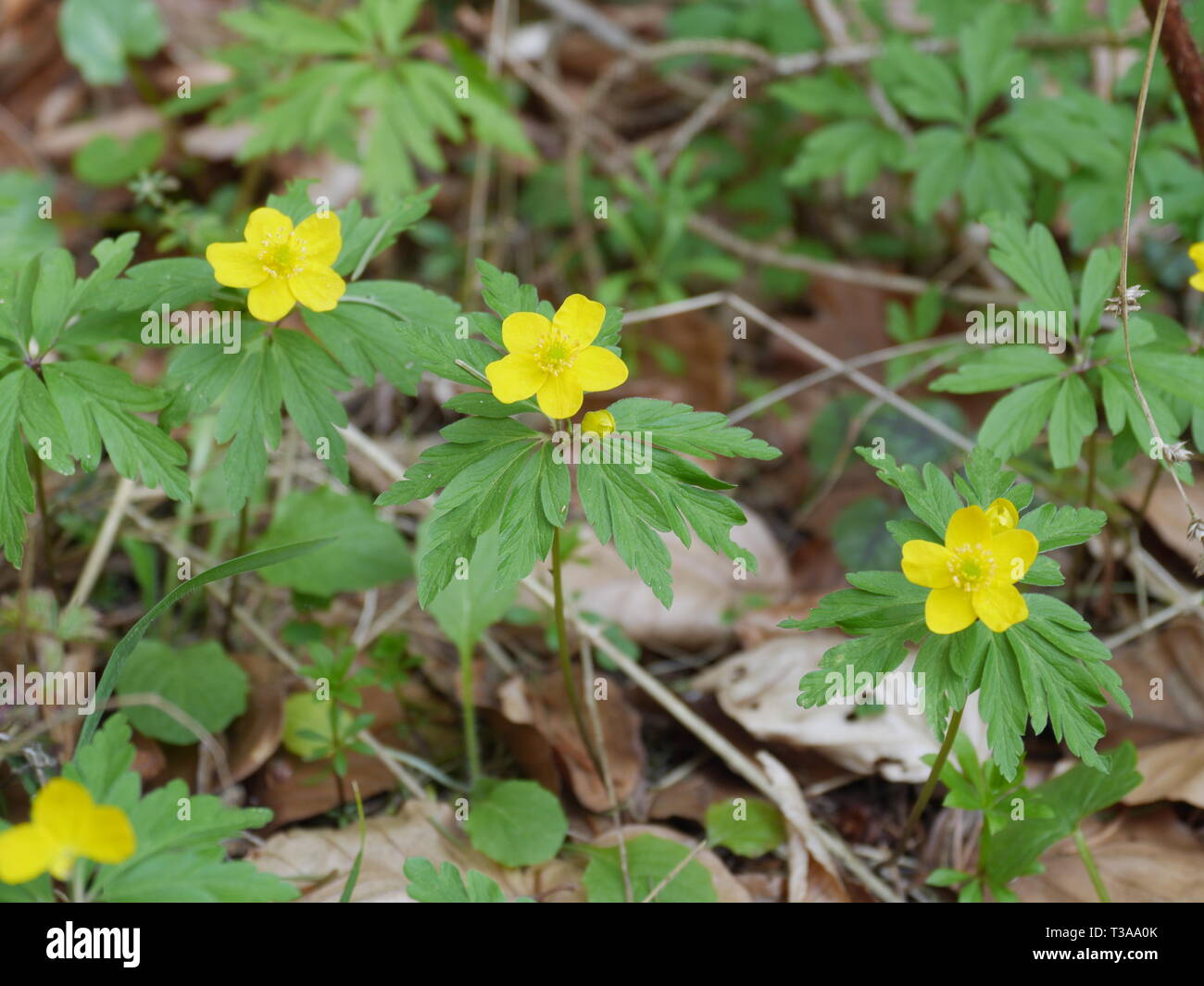 Fleurs de Printemps (jaune Anemone) Banque D'Images