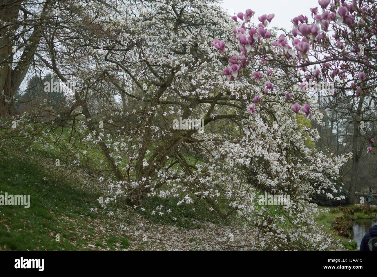 Wakehurst Place East Sussex National Trust Banque D'Images