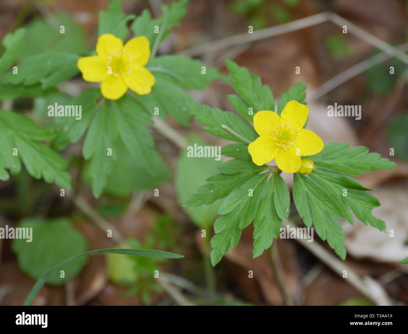 Fleur de printemps anémone jaune (anémone nemorosa) Banque D'Images