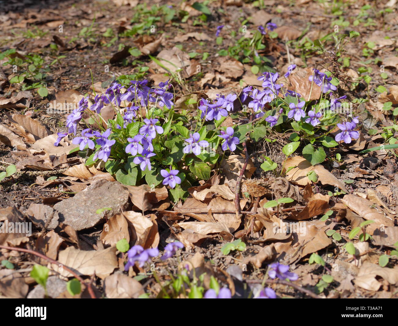 Fleurs de Printemps (domaine forget-me-not, Myosotis arvensis) Banque D'Images