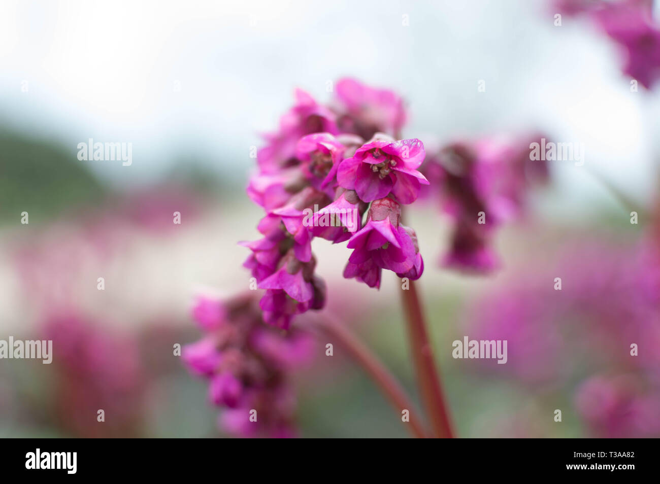 Wakehurst Place East Sussex National Trust Banque D'Images