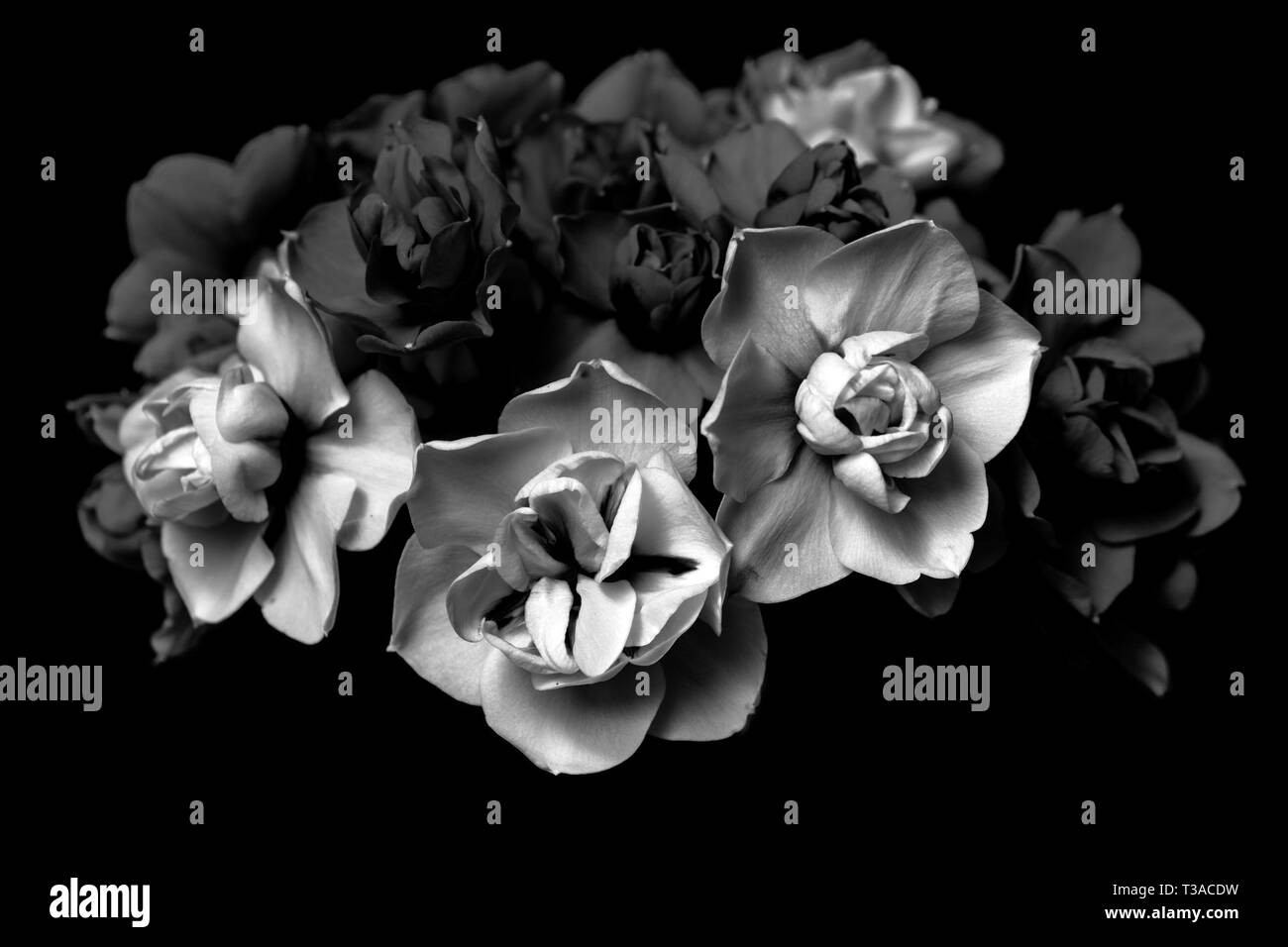 Bouquet de narcisse noir. Banque D'Images